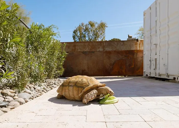 Kaibab Farms, Heated Pool, Sauna, 150lb Turtle Phoenix